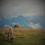 La Casa Di Anna Nel Parco Delle Dolomiti Croce D' Aune 1000 Ml Slm * Pedavena