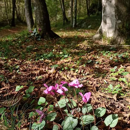 Apartmán La Casa Di Anna Nel Parco Delle Dolomiti Croce D' Aune 1000 Ml Slm *